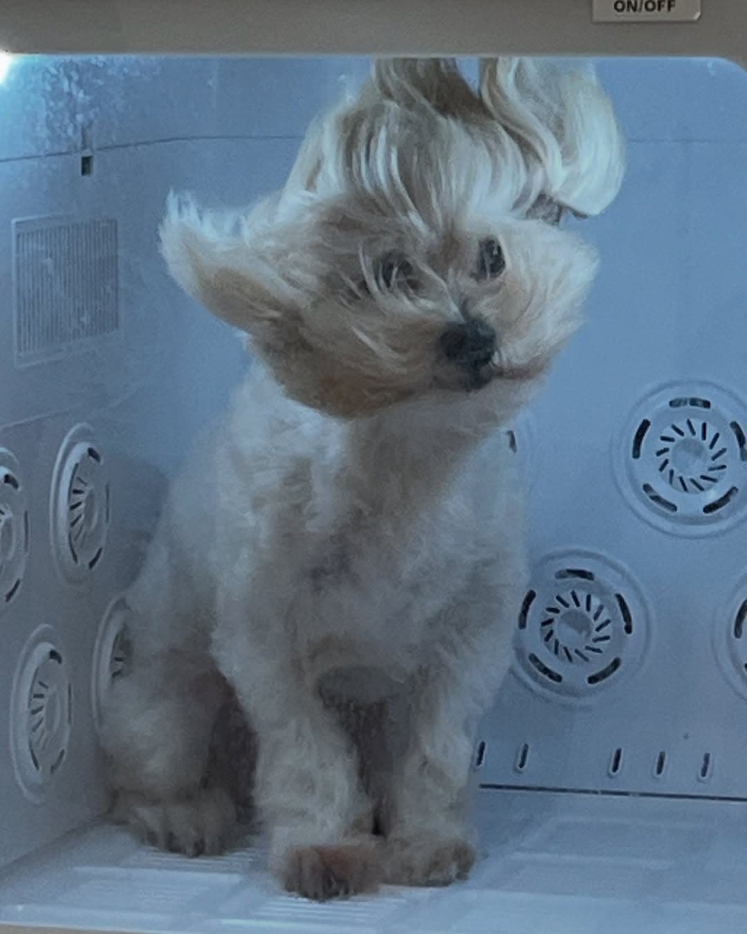 Blow Dry Vibes