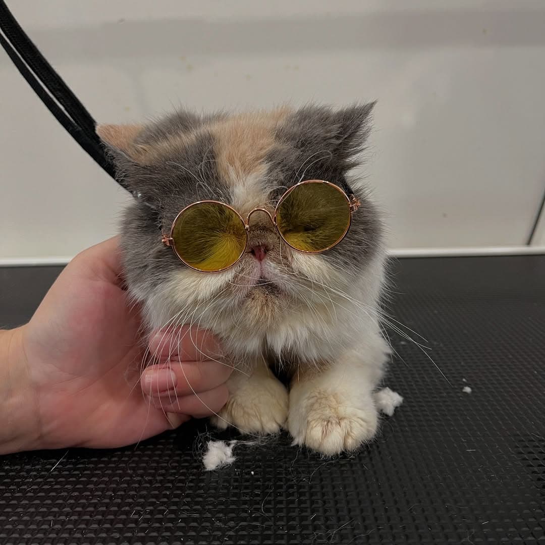 TOMO Pet Spa Coopers Plains
