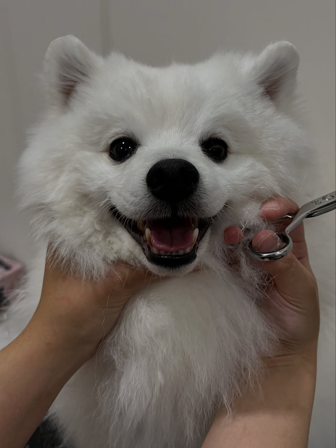 Happy pet at TOMO Pet Spa
